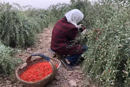 枸杞的功效與作用,女人一天一杯枸杞水好處多多-易網健康養生網 枸杞的功效與作用,女人一天一杯枸杞水好處多多