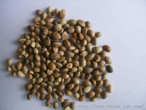 火麻仁怎么吃?小編分享三種搭配方法-易網健康養生網 火麻仁怎么吃?小編分享三種搭配方法