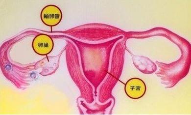 怎樣保養(yǎng)卵巢和子宮？日常注意這些事