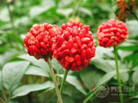 紅景天泡水喝的注意事項 正確的泡水的方法是什么 紅景天泡水喝的注意事項 正確的泡水的方法是什么
