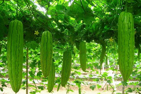 初夏養(yǎng)生吃什么？美食小編告訴您…