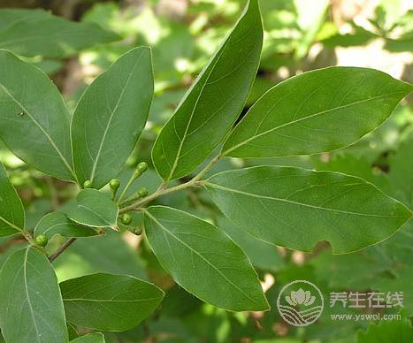 夏天來了吃什么?這兩樣食物你吃了絕對不會后悔的! 夏天來了吃什么?這兩樣食物你吃了絕對不會后悔的!