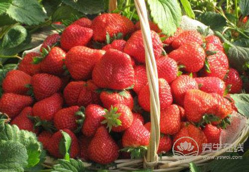 春天多吃這4種果蔬，對眼睛好，能緩解眼睛視疲勞
