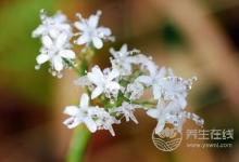 寒露后如何養(yǎng)生？寒露養(yǎng)生要點(diǎn)