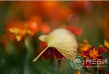 寒露時節(jié)適合老人養(yǎng)生運動的有哪些？