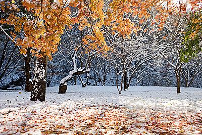 細(xì)數(shù)小雪節(jié)氣養(yǎng)生藥膳