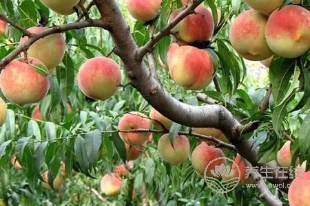 立秋吃什么好?立秋養(yǎng)生食療粥有哪些?