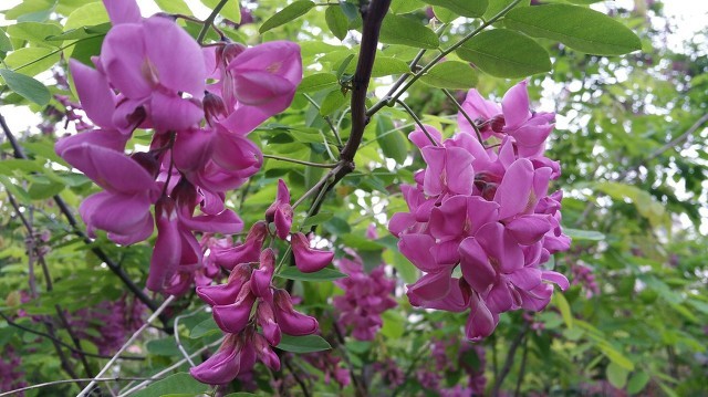 留住春天的味道——凍槐花餃子餡怎么做更美味?-易網<a href=http://www.fnaogov.cn/ target=_blank class=infotextkey>健康養生</a>網 留住春天的味道——凍槐花餃子餡怎么做更美味?