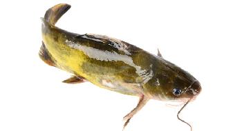 冬季吃什么海魚(yú)好?5魚(yú)可吃-易網(wǎng)健康<a href=http://www.fnaogov.cn/jkys/ target=_blank class=infotextkey>養(yǎng)生</a>網(wǎng) 冬季吃什么海魚(yú)好?5魚(yú)可吃