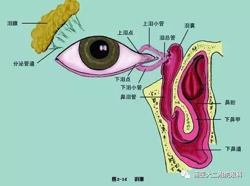 淚道阻塞的癥狀和危害有哪些？