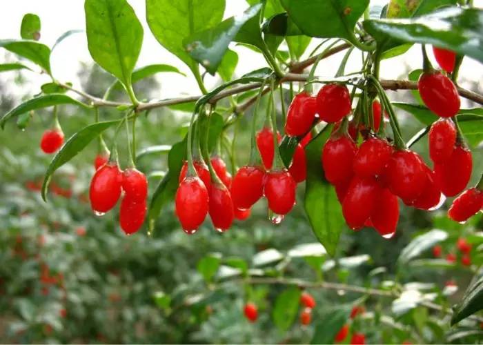 眼睛易疲勞?六種食物為您撐起保護傘! 眼睛易疲勞?六種食物為您撐起保護傘!