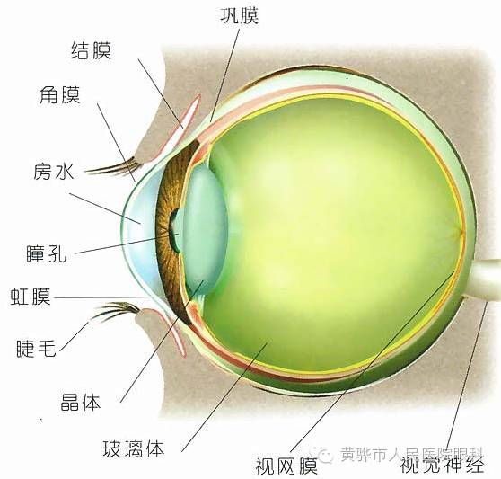 眼科科普，關(guān)于青光眼那些事兒