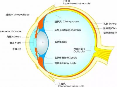 視力越來越差？關(guān)于護(hù)眼防近視的六大誤區(qū)，你中招了么？