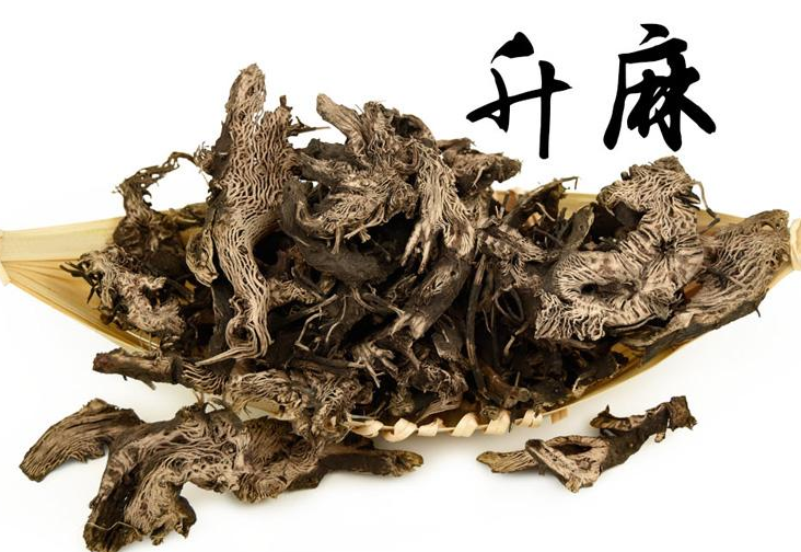 升麻的功效與作用及禁忌-用量-易網健康<a href=http://www.fnaogov.cn/jkys/ target=_blank class=infotextkey>養生</a>網 升麻的功效與作用及禁忌-用量