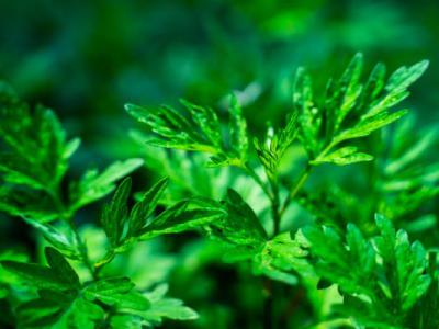長期手腳冰涼怎么調理，4種治療手腳冰涼的土偏方