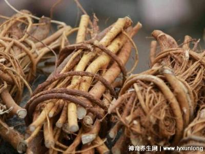 五指毛桃的副作用太大了，中毒反應肝損傷7大危害(六種人不宜吃)