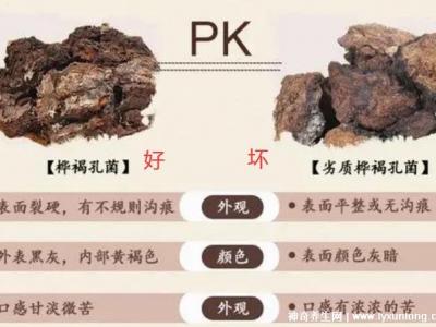 華樹茸泡水喝的七大禁忌，樺樹茸的功效與作用
