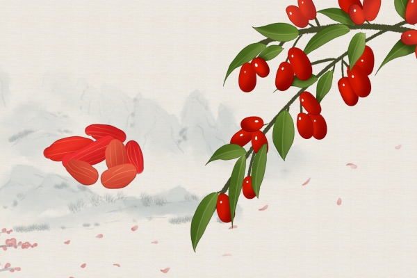 枸杞上火嗎